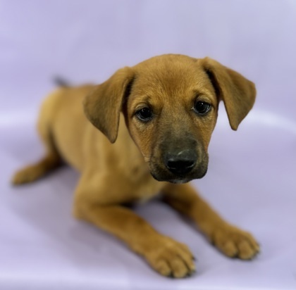 India, an adoptable Chinook, Mixed Breed in Morton Grove, IL, 60053 | Photo Image 1