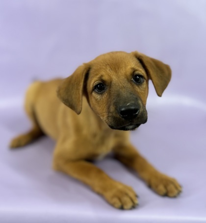 India, an adoptable Chinook, Mixed Breed in Morton Grove, IL, 60053 | Photo Image 2