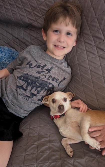 Tortellini, an adoptable Chihuahua, Dachshund in Wichita, KS, 67201 | Photo Image 1