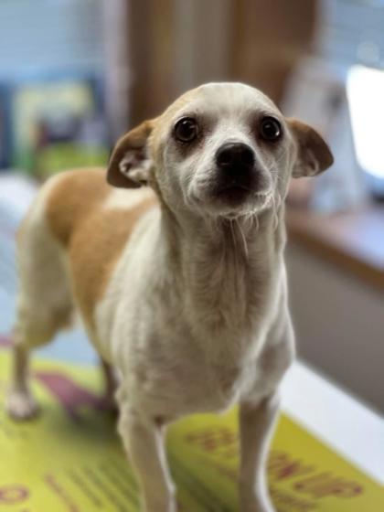 Tortellini, an adoptable Chihuahua, Dachshund in Wichita, KS, 67201 | Photo Image 2