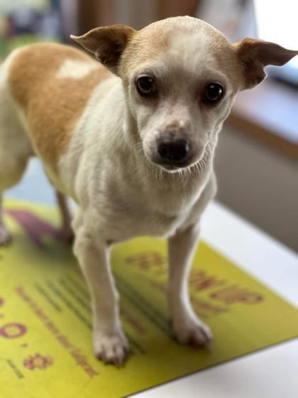 Tortellini, an adoptable Chihuahua, Dachshund in Wichita, KS, 67201 | Photo Image 3