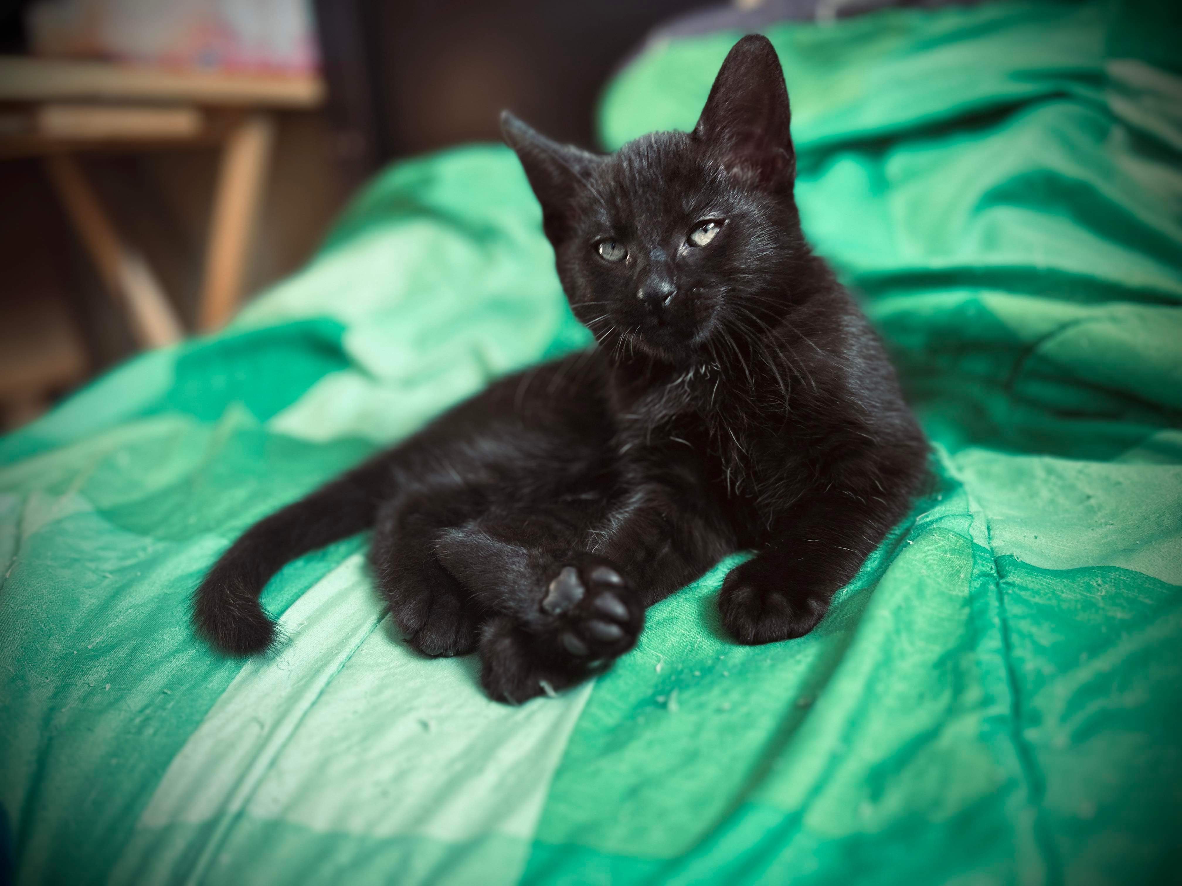 Johnny, an adoptable Domestic Short Hair in Steinbach, MB, R5G 2B2 | Photo Image 1