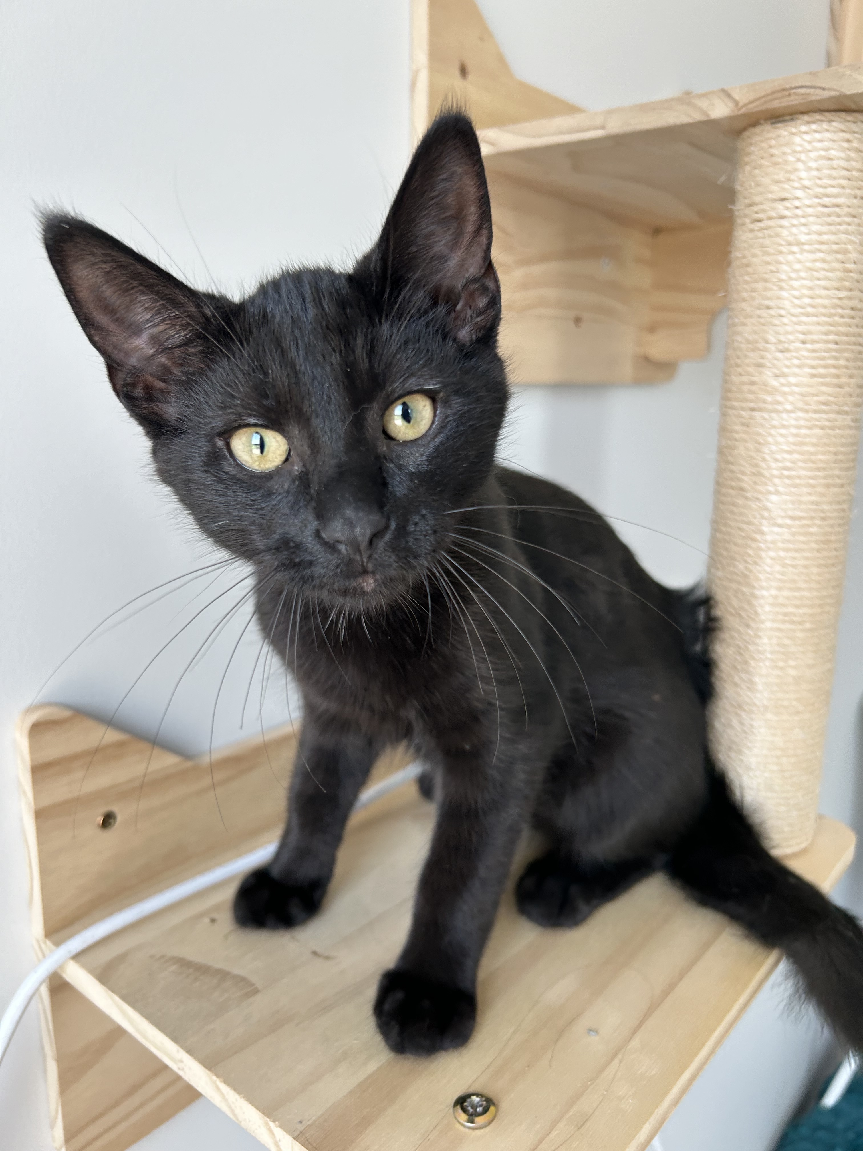 Johnny, an adoptable Domestic Short Hair in Steinbach, MB, R5G 2B2 | Photo Image 2