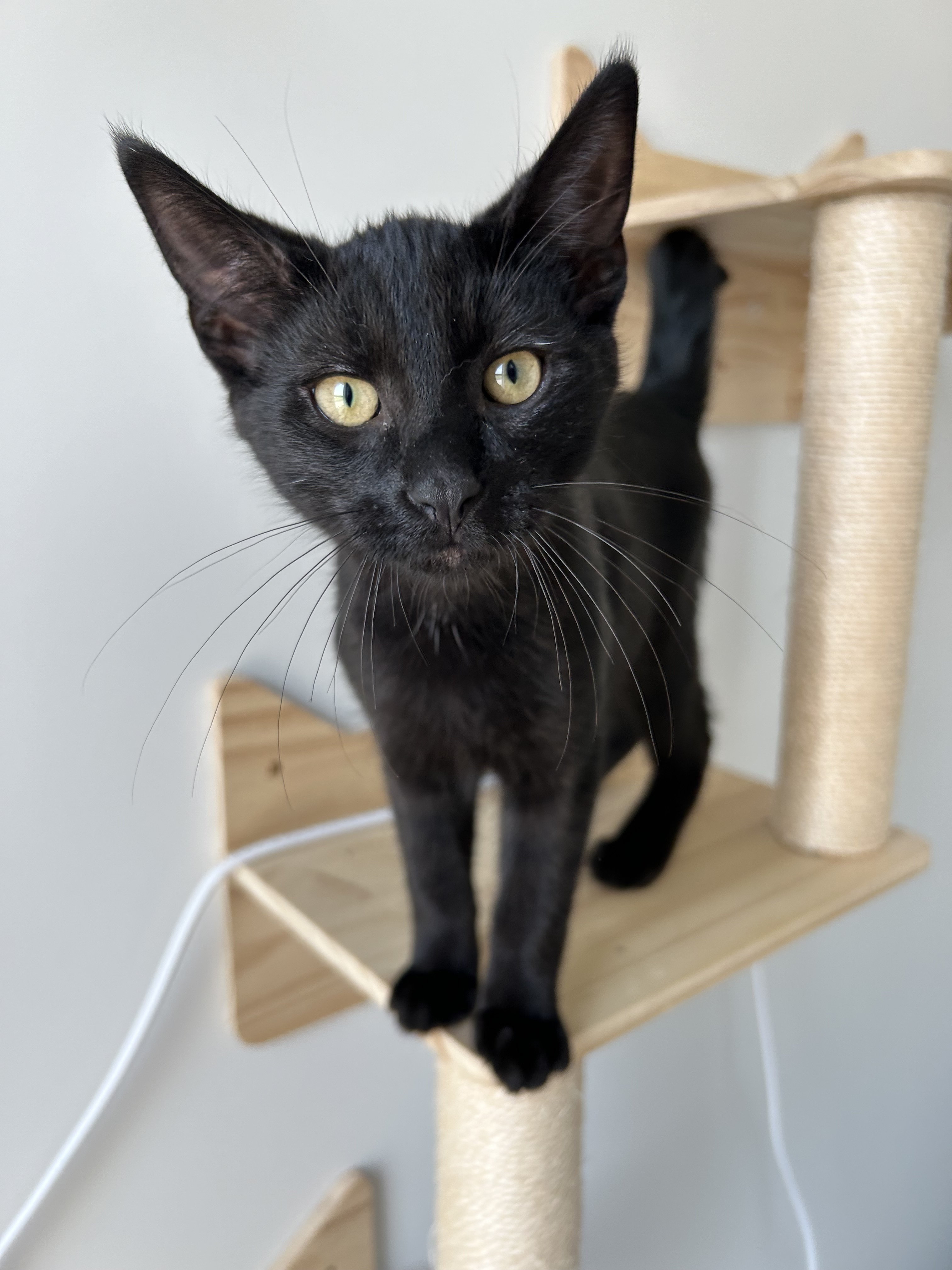 Johnny, an adoptable Domestic Short Hair in Steinbach, MB, R5G 2B2 | Photo Image 3