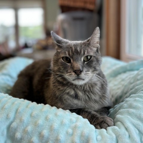 Daryl--In Foster, an adoptable Domestic Short Hair in Fargo, ND, 58102 | Photo Image 1