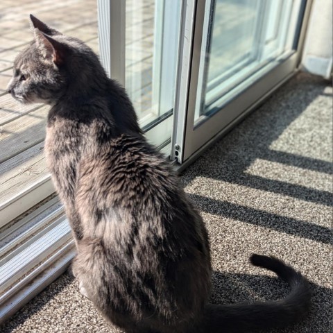 Daryl--In Foster, an adoptable Domestic Short Hair in Fargo, ND, 58102 | Photo Image 3