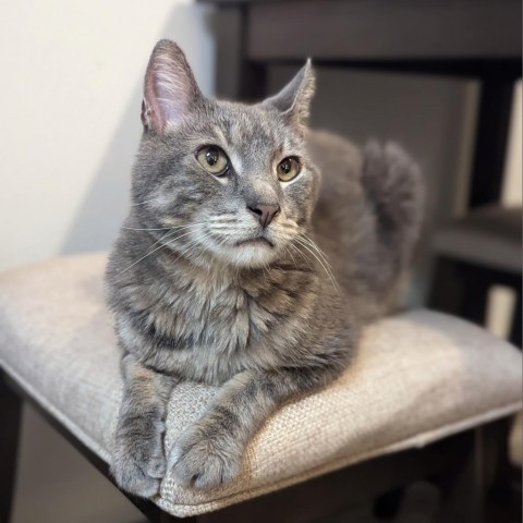 Daryl--In Foster, an adoptable Domestic Short Hair in Fargo, ND, 58102 | Photo Image 4