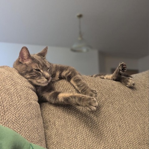 Daryl--In Foster, an adoptable Domestic Short Hair in Fargo, ND, 58102 | Photo Image 5