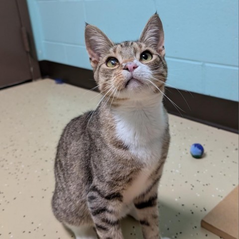 Bernard--In Foster***ADOPTION PENDING***, an adoptable Domestic Short Hair in Fargo, ND, 58102 | Photo Image 1