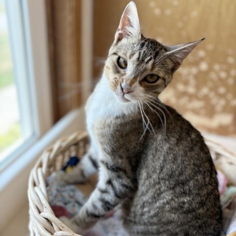 Bernard--In Foster***ADOPTION PENDING***, an adoptable Domestic Short Hair in Fargo, ND, 58102 | Photo Image 2