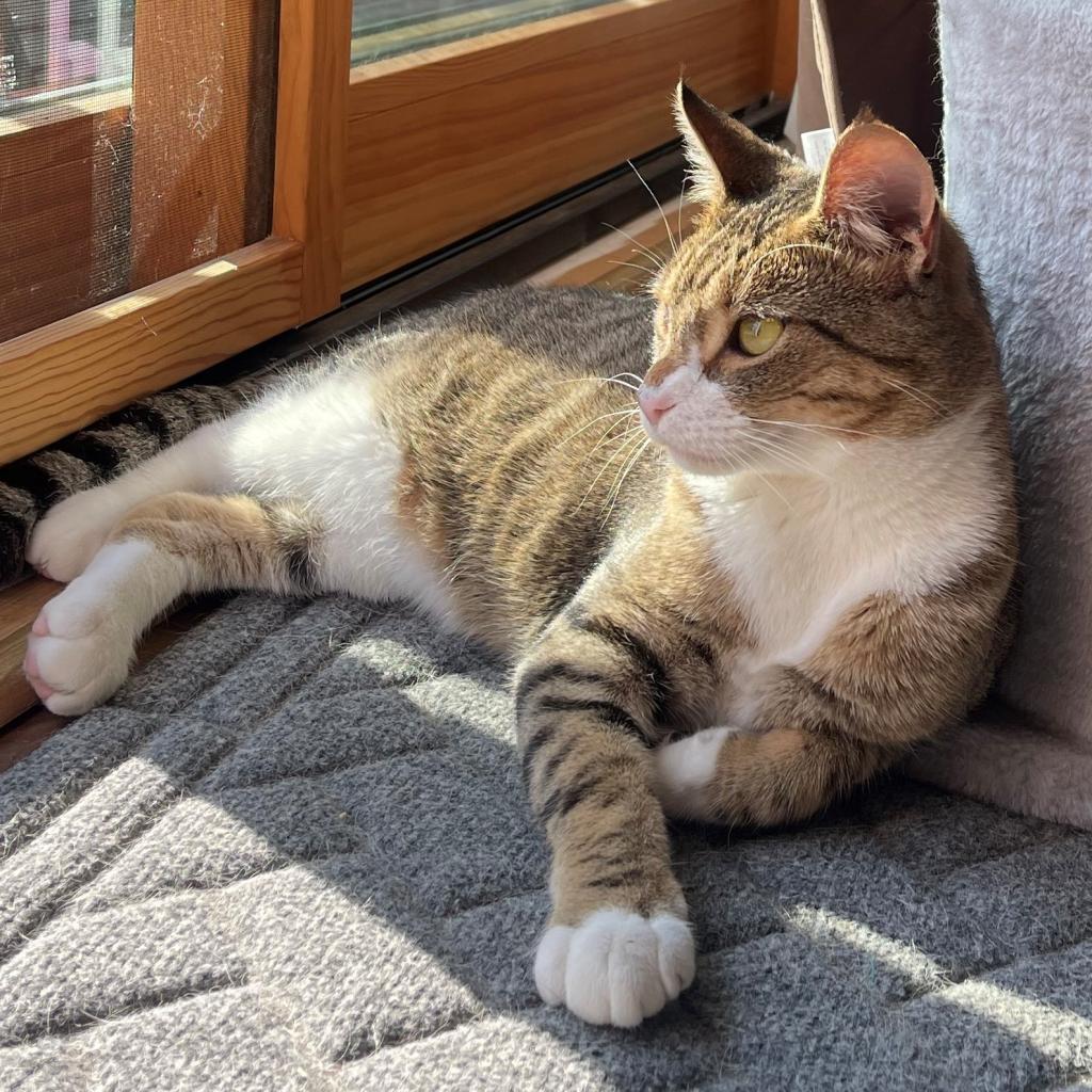 Bernard--In Foster***ADOPTION PENDING***, an adoptable Domestic Short Hair in Fargo, ND, 58102 | Photo Image 2