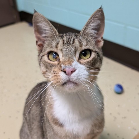 Bernard--In Foster***ADOPTION PENDING***, an adoptable Domestic Short Hair in Fargo, ND, 58102 | Photo Image 3