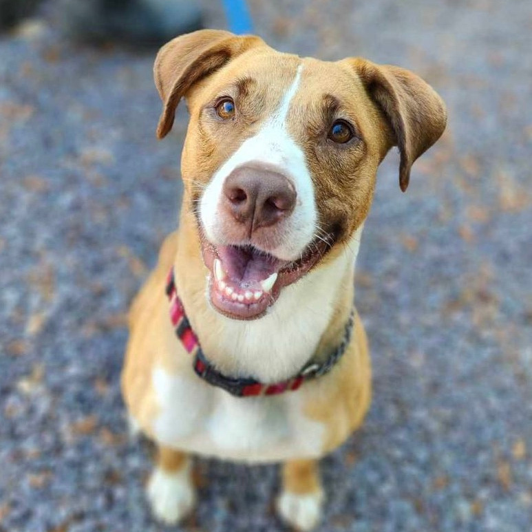 Honey, an adoptable Mixed Breed in Fort Bragg, CA, 95437 | Photo Image 1