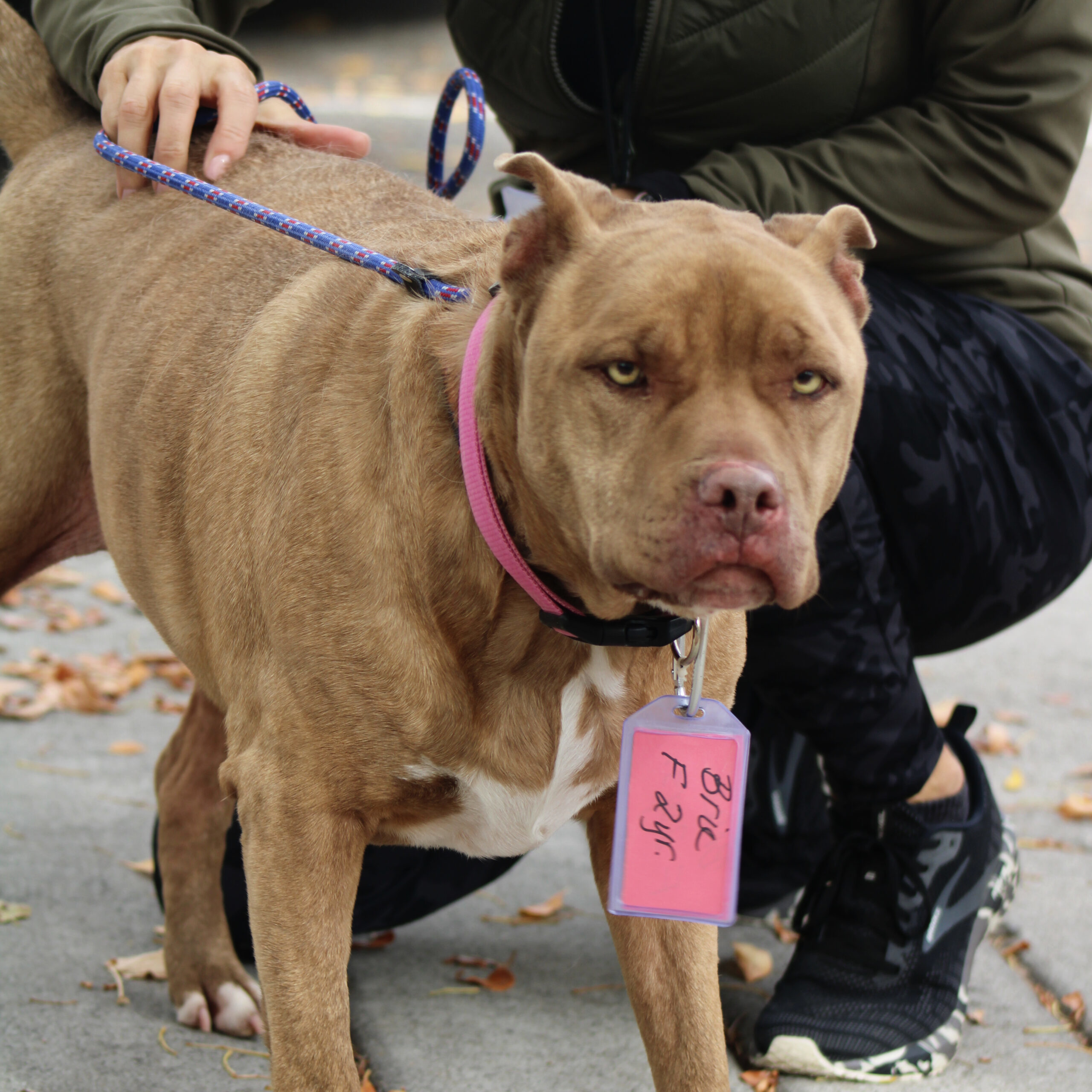 Brie, an adoptable Pit Bull Terrier in Grand Junction, CO, 81503 | Photo Image 1