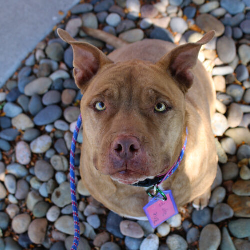 Brie, an adoptable Pit Bull Terrier in Grand Junction, CO, 81503 | Photo Image 2