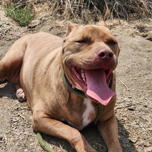 Brie, an adoptable Pit Bull Terrier in Grand Junction, CO, 81503 | Photo Image 3