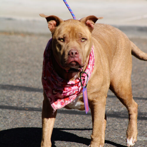 Brie, an adoptable Pit Bull Terrier in Grand Junction, CO, 81503 | Photo Image 4