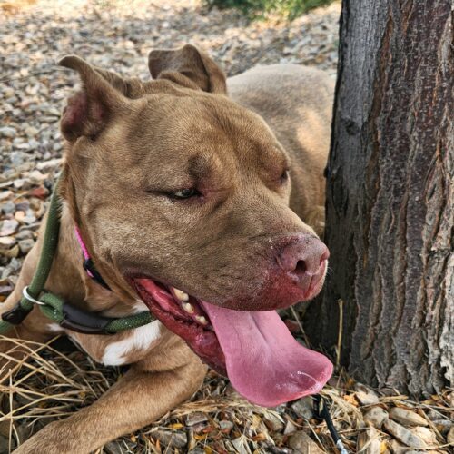 Brie, an adoptable Pit Bull Terrier in Grand Junction, CO, 81503 | Photo Image 5