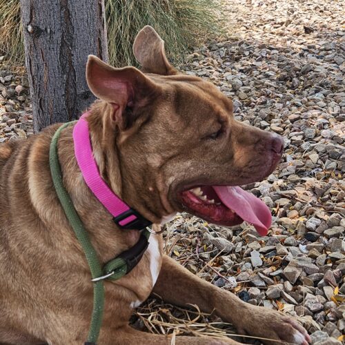 Brie, an adoptable Pit Bull Terrier in Grand Junction, CO, 81503 | Photo Image 6