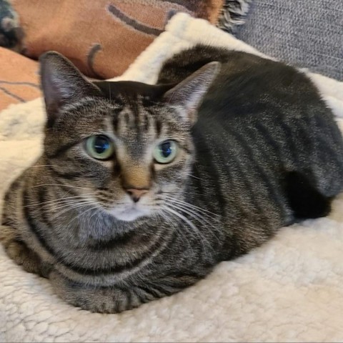 Iris, an adoptable Domestic Short Hair in Midland, TX, 79703 | Photo Image 1