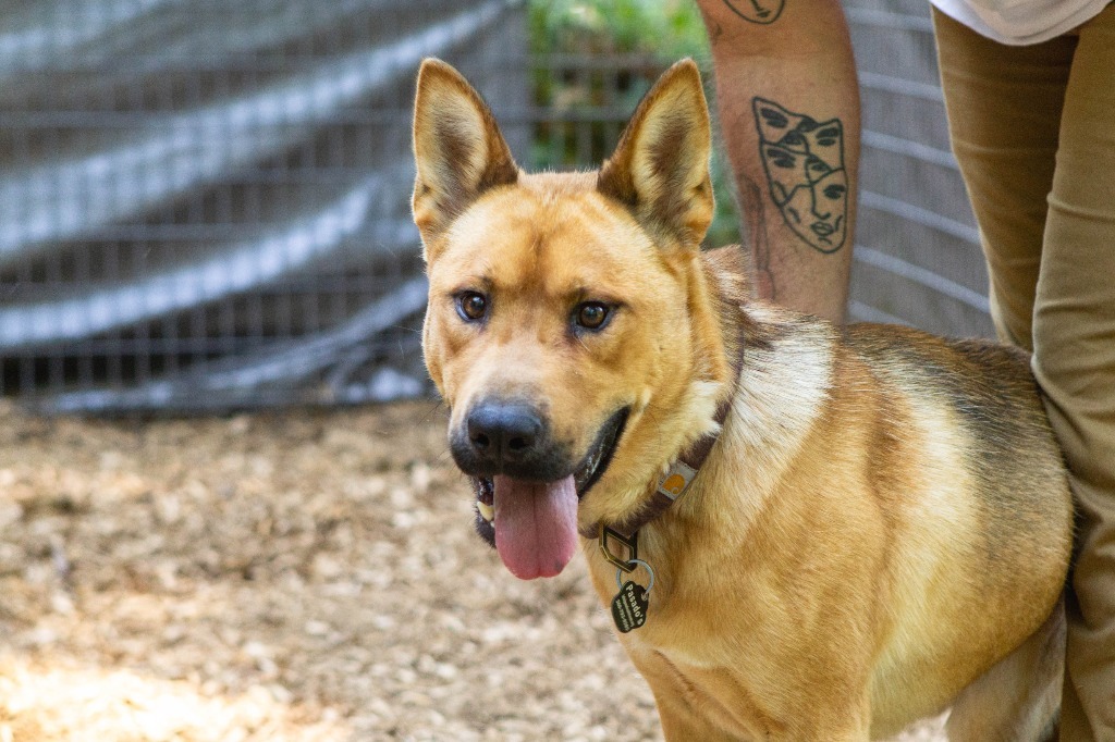 Keno, an adoptable Black Mouth Cur in Sultan, WA, 98294 | Photo Image 1