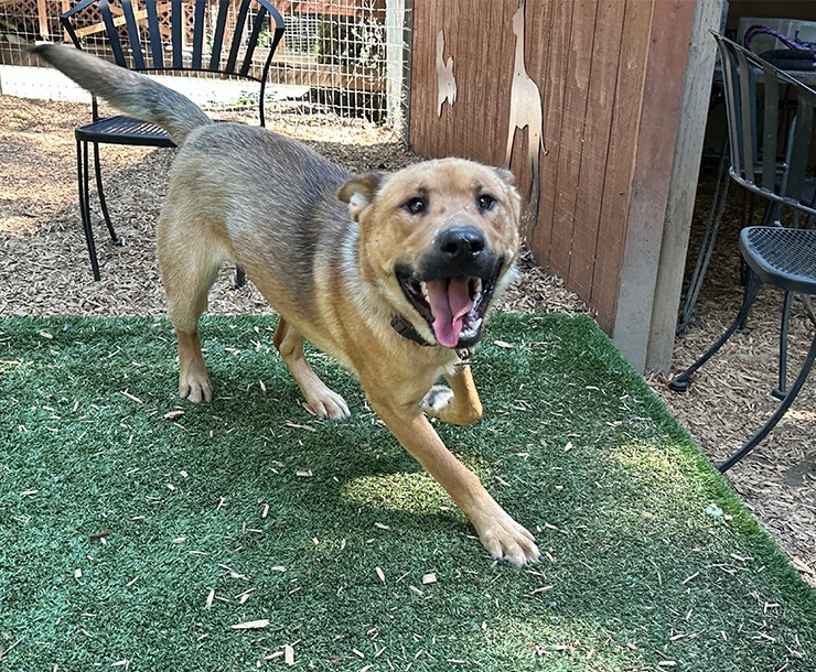 Keno, an adoptable Black Mouth Cur in Sultan, WA, 98294 | Photo Image 2