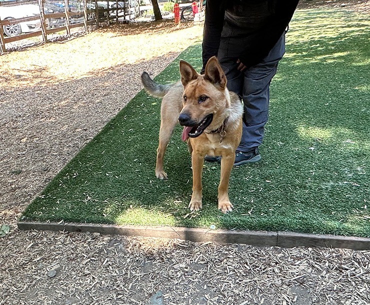 Keno, an adoptable Black Mouth Cur in Sultan, WA, 98294 | Photo Image 3