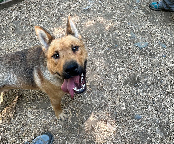 Keno, an adoptable Black Mouth Cur in Sultan, WA, 98294 | Photo Image 4