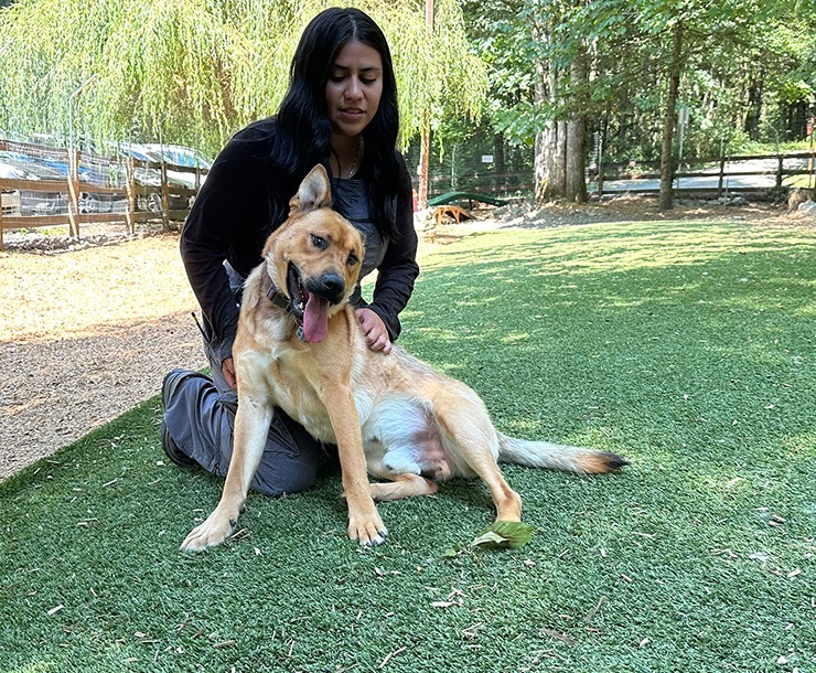 Keno, an adoptable Black Mouth Cur in Sultan, WA, 98294 | Photo Image 5