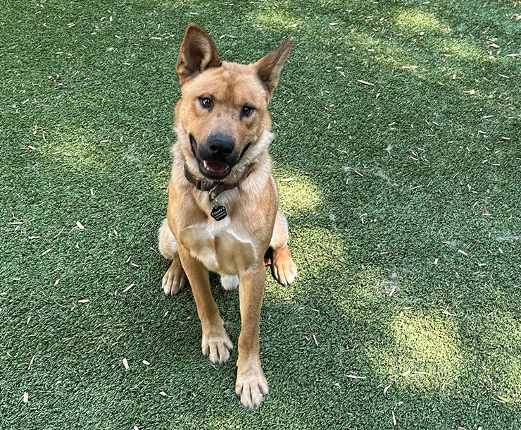 Keno, an adoptable Black Mouth Cur in Sultan, WA, 98294 | Photo Image 6