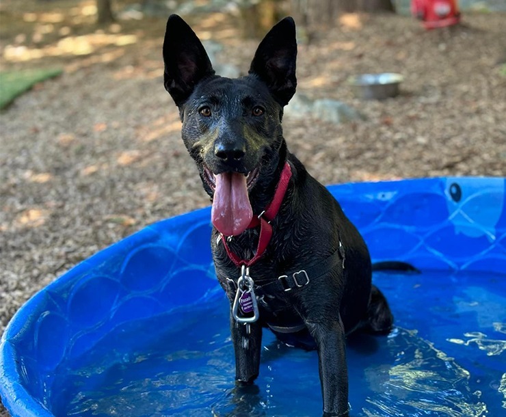 Lucille, an adoptable Dutch Shepherd in Sultan, WA, 98294 | Photo Image 1