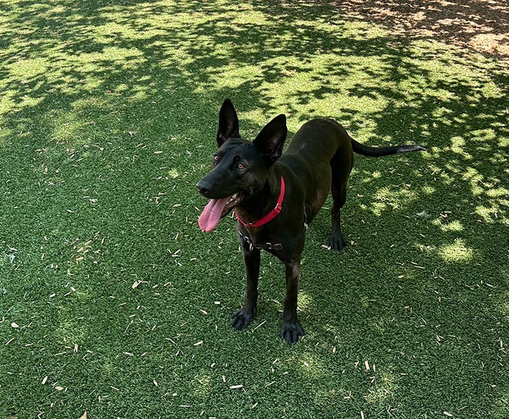 Lucille, an adoptable Dutch Shepherd in Sultan, WA, 98294 | Photo Image 2