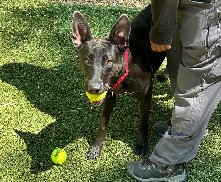 Lucille, an adoptable Dutch Shepherd in Sultan, WA, 98294 | Photo Image 3