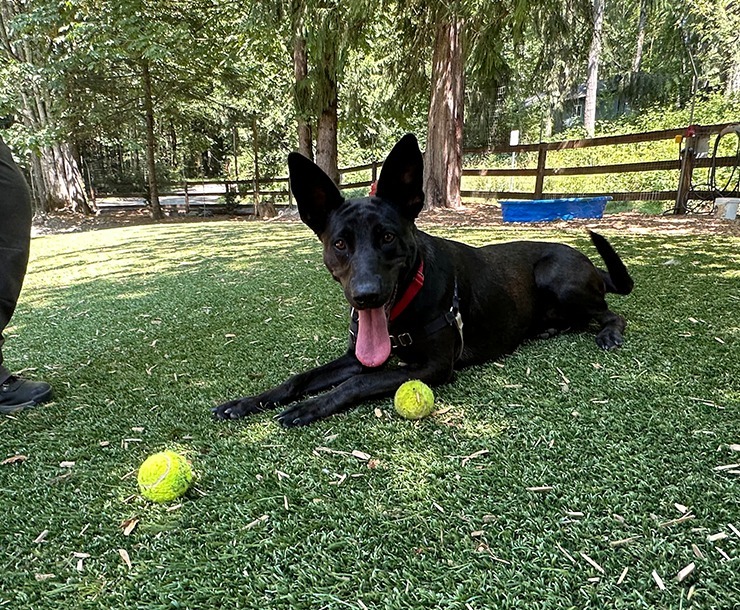 Lucille, an adoptable Dutch Shepherd in Sultan, WA, 98294 | Photo Image 4