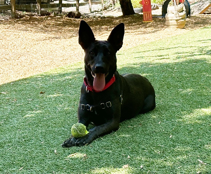 Lucille, an adoptable Dutch Shepherd in Sultan, WA, 98294 | Photo Image 5