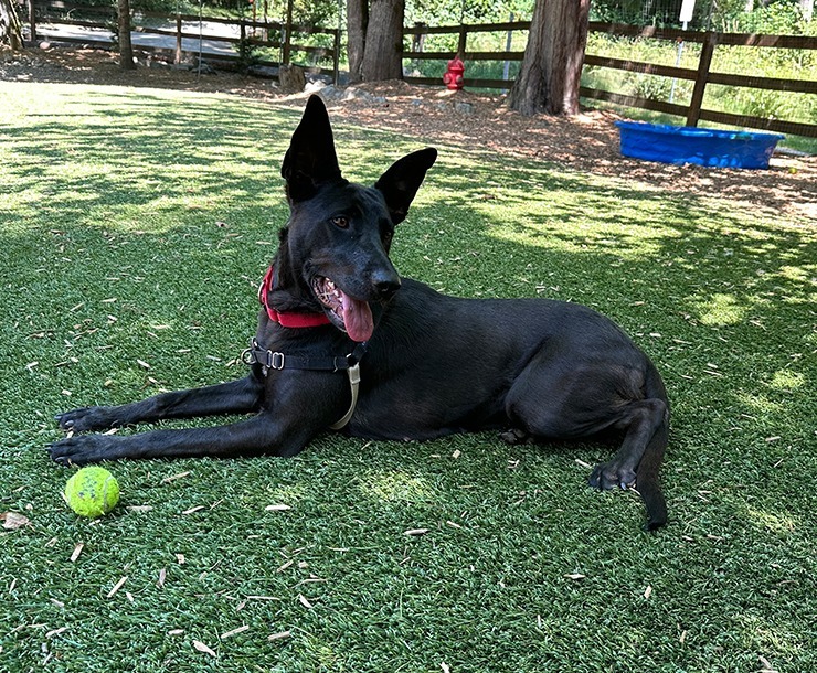 Lucille, an adoptable Dutch Shepherd in Sultan, WA, 98294 | Photo Image 6