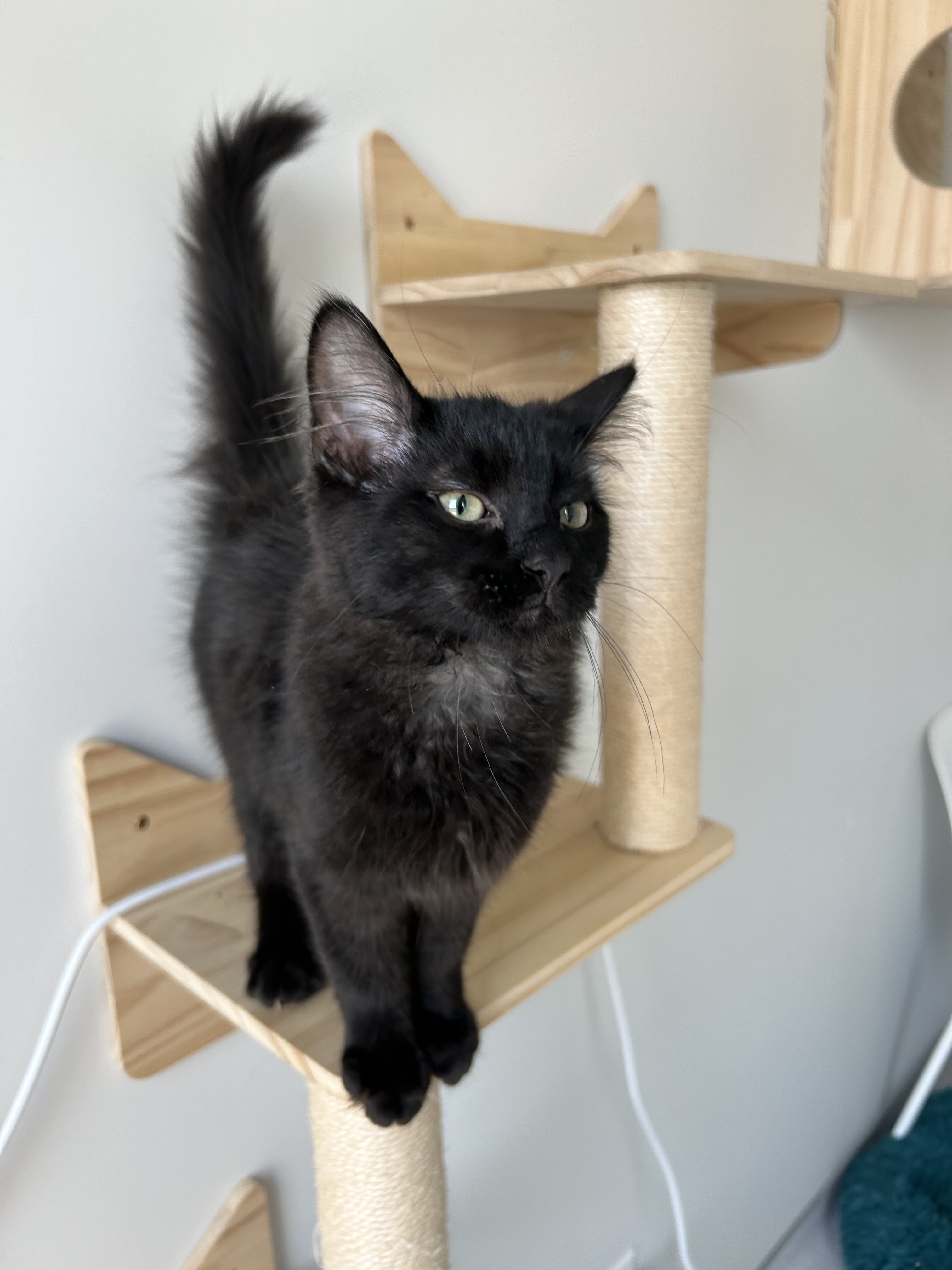 Jimmy, an adoptable Domestic Medium Hair in Steinbach, MB, R5G 2B2 | Photo Image 1