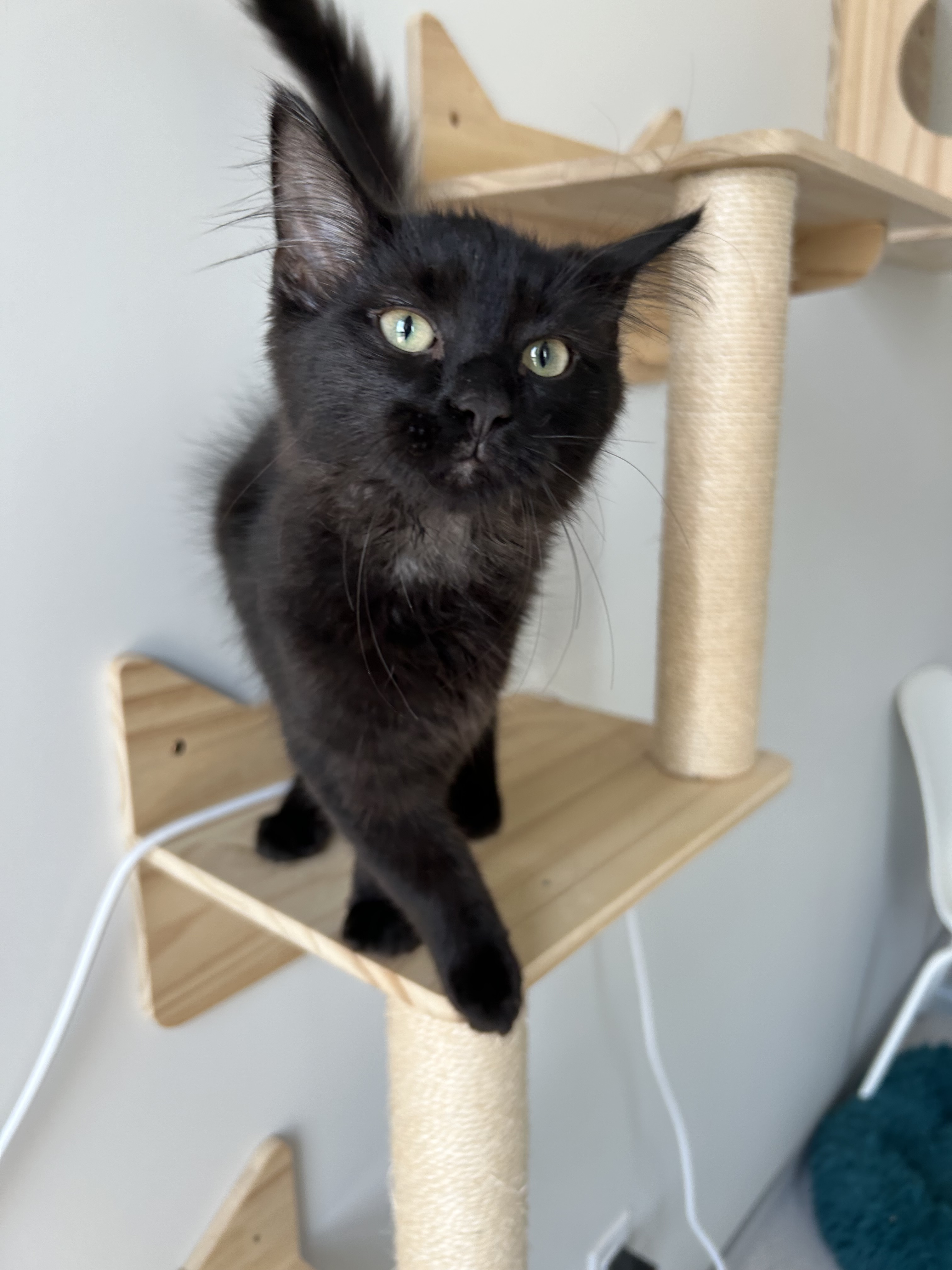 Jimmy, an adoptable Domestic Medium Hair in Steinbach, MB, R5G 2B2 | Photo Image 2