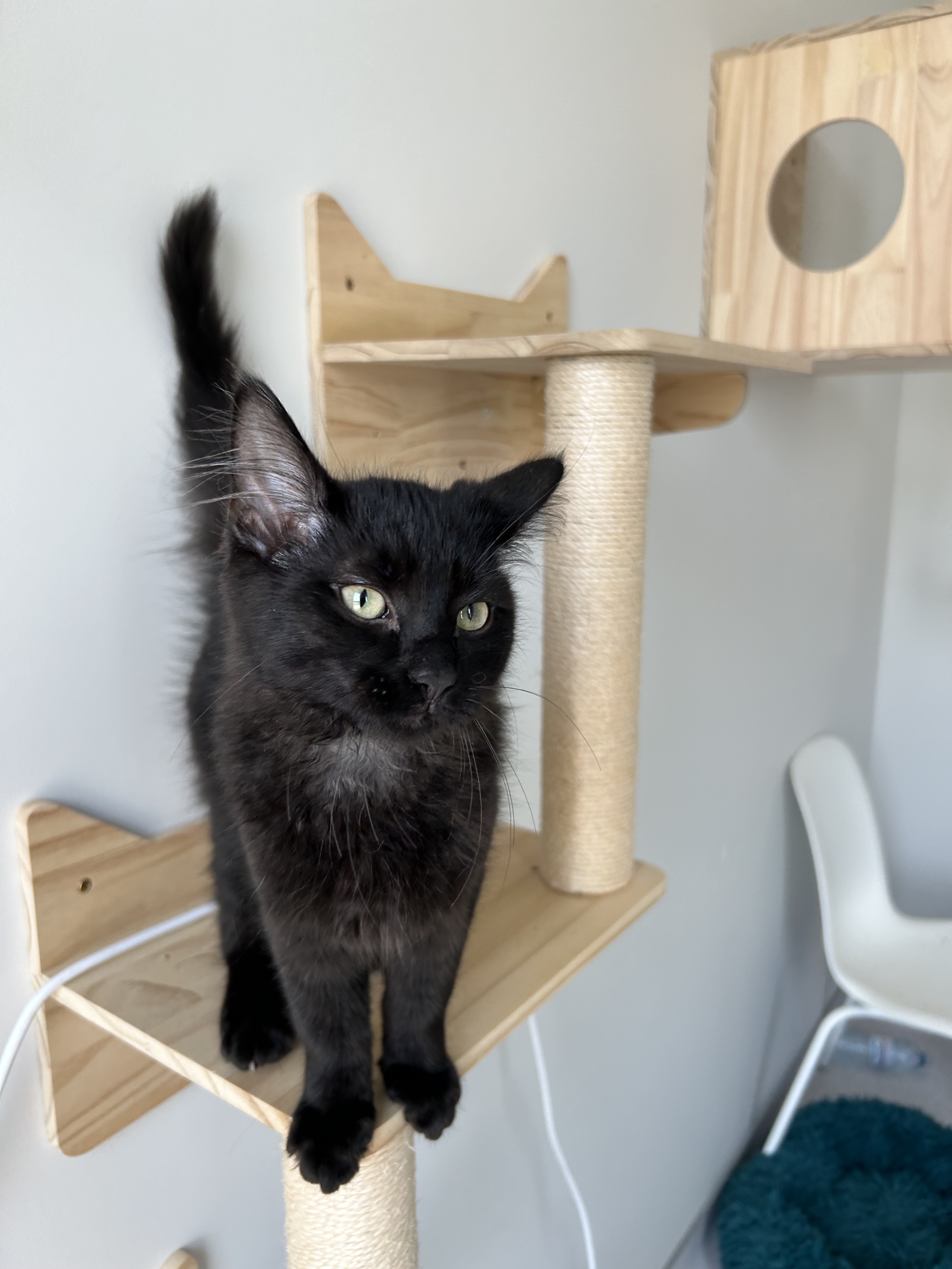 Jimmy, an adoptable Domestic Medium Hair in Steinbach, MB, R5G 2B2 | Photo Image 3