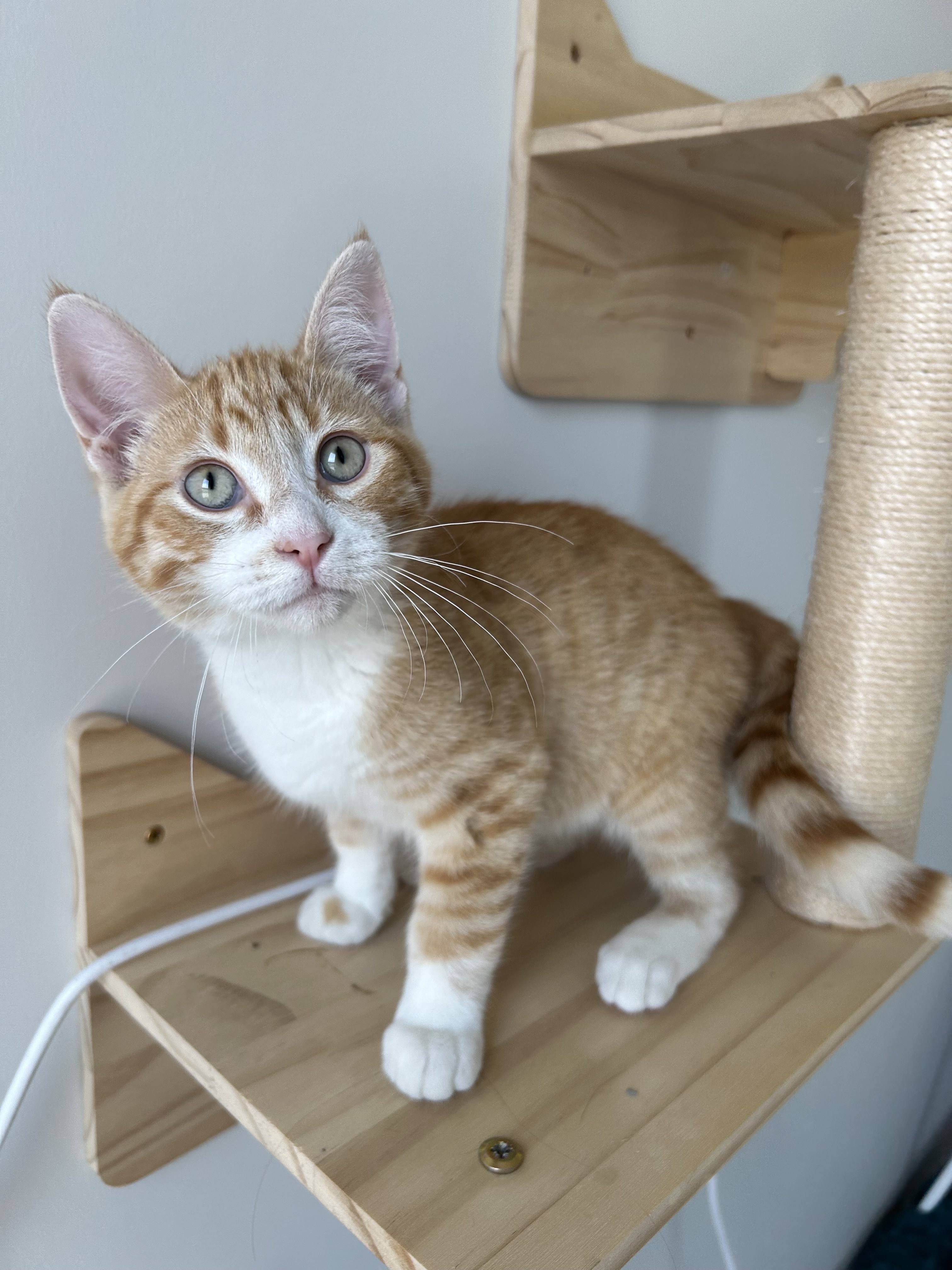 Jesse, an adoptable Domestic Short Hair in Steinbach, MB, R5G 2B2 | Photo Image 1