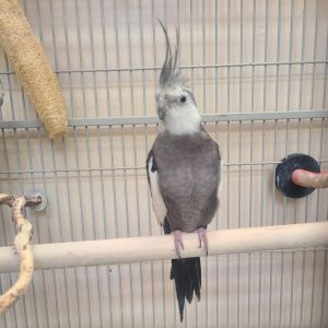 Hermod, Adult Female Cockatiel