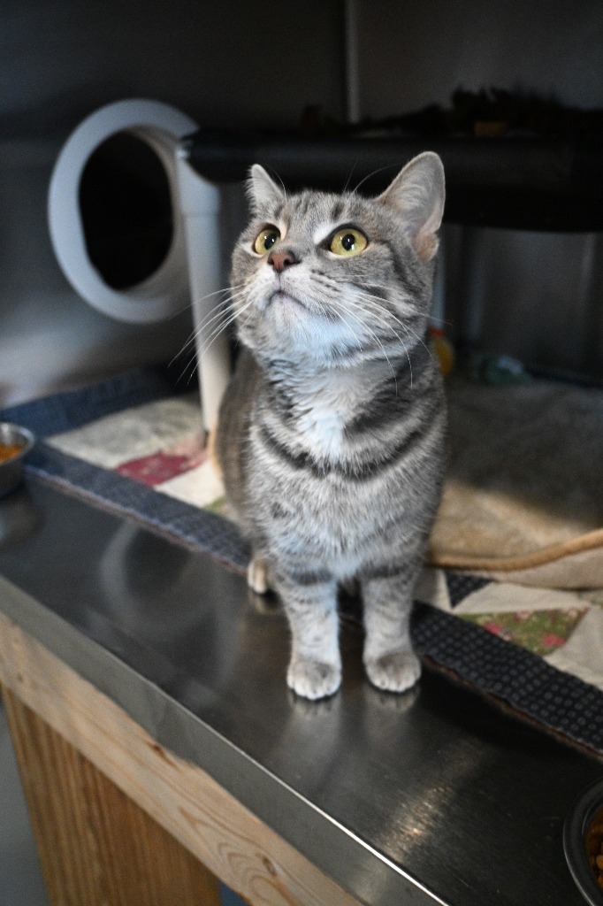 Laurel, an adoptable Domestic Short Hair in Ashland, WI, 54806 | Photo Image 1