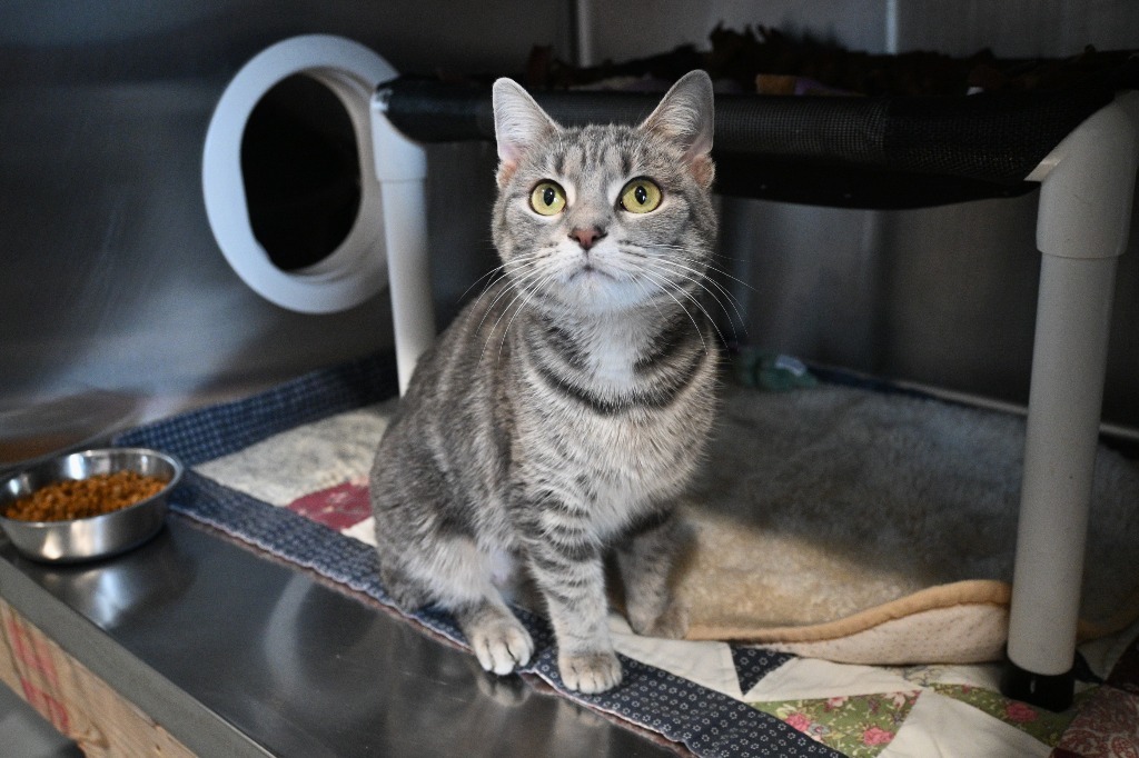 Laurel, an adoptable Domestic Short Hair in Ashland, WI, 54806 | Photo Image 3