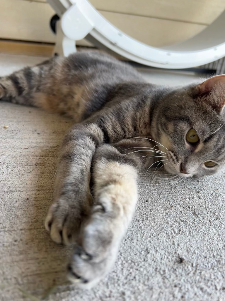 Laurel, an adoptable Domestic Short Hair in Ashland, WI, 54806 | Photo Image 4