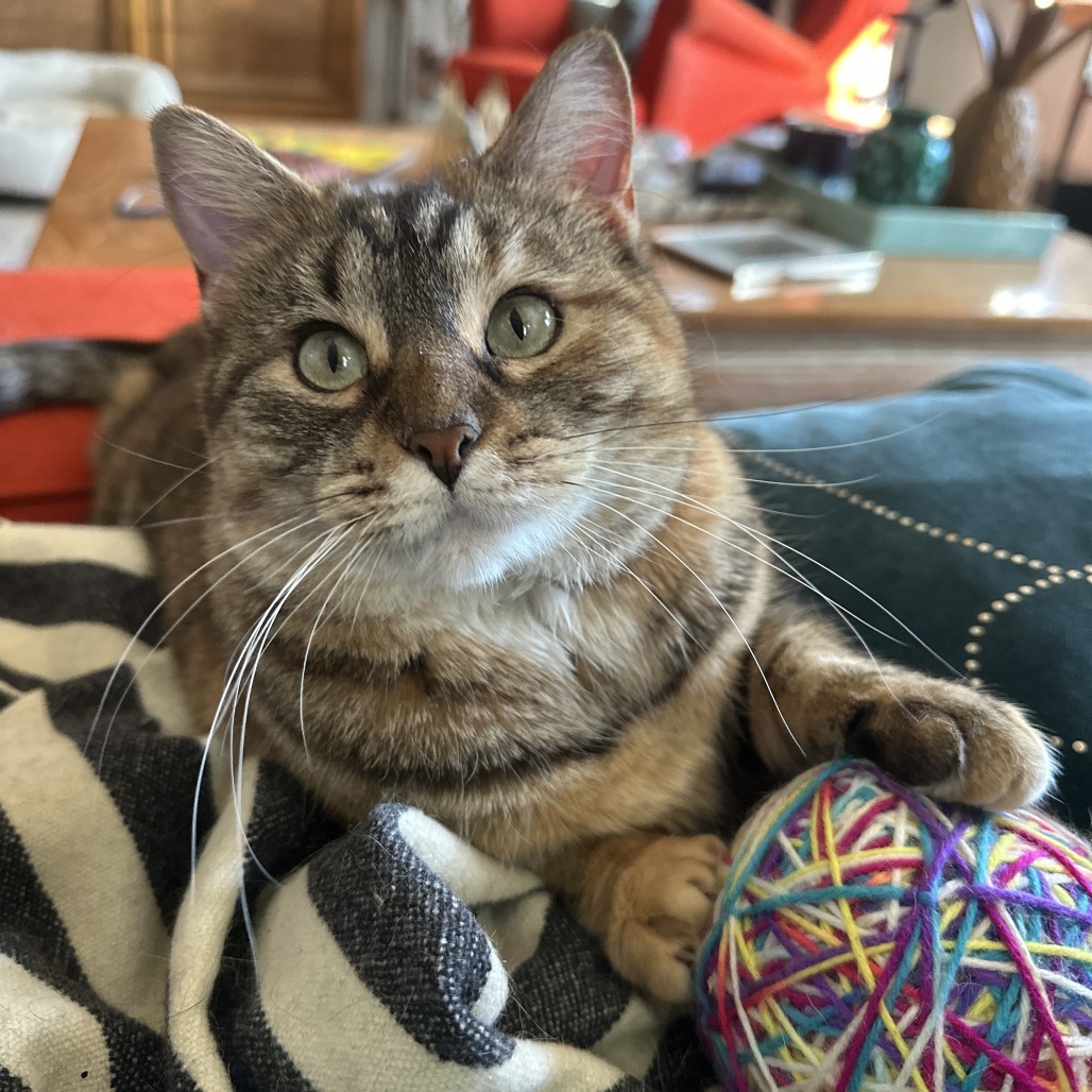 Wendy, an adoptable Domestic Short Hair in Rochester, MN, 55903 | Photo Image 1