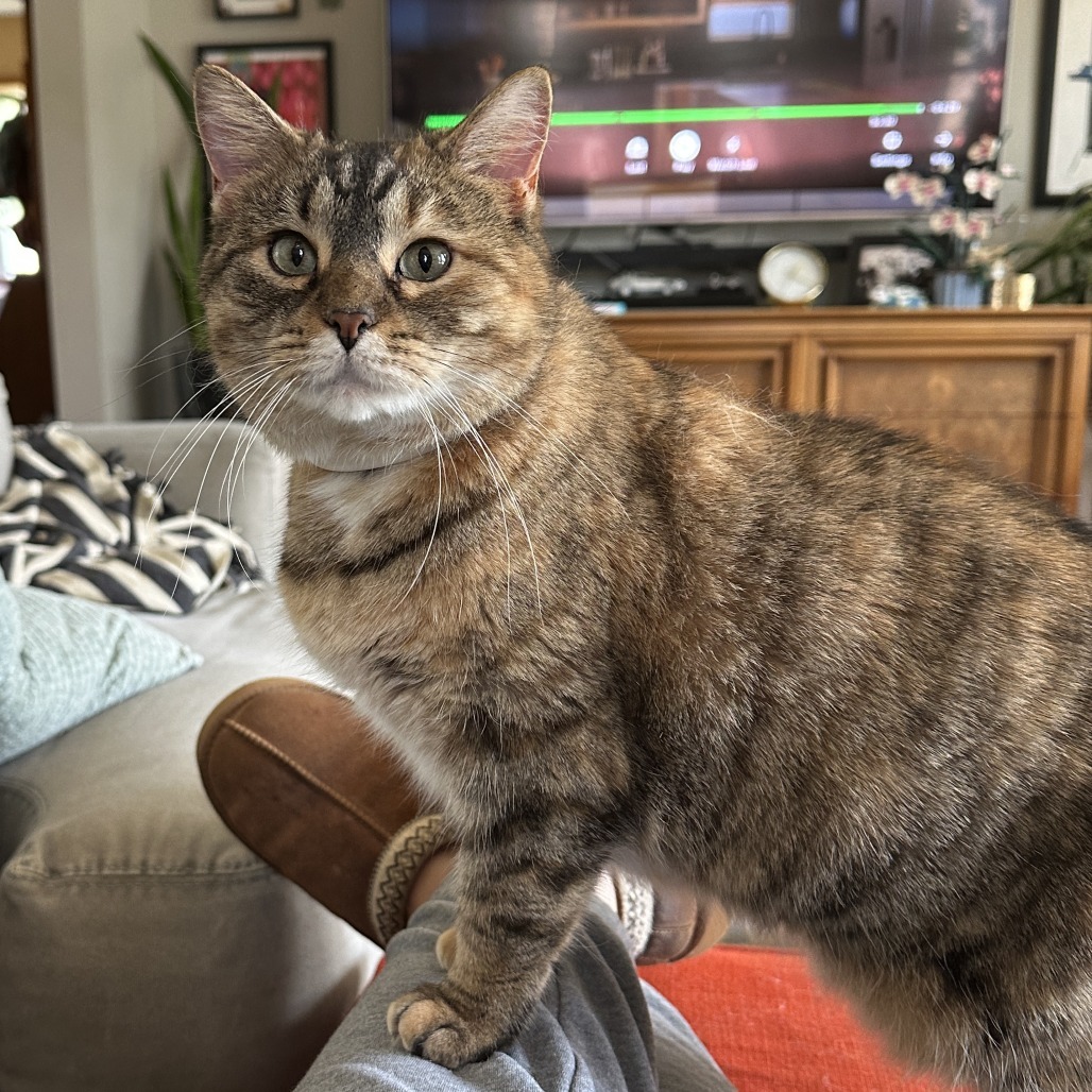 Wendy, an adoptable Domestic Short Hair in Rochester, MN, 55903 | Photo Image 1