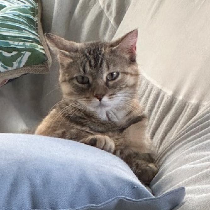 Wendy, an adoptable Domestic Short Hair in Rochester, MN, 55903 | Photo Image 2