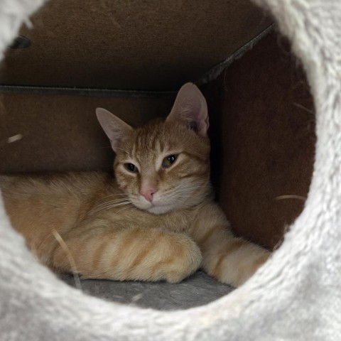 Red, an adoptable Domestic Short Hair in Nampa, ID, 83651 | Photo Image 1