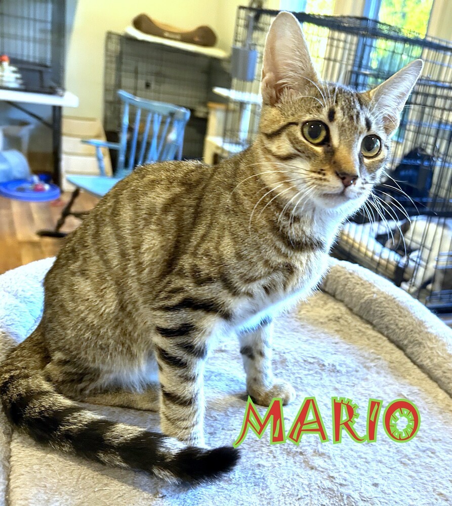 Mario