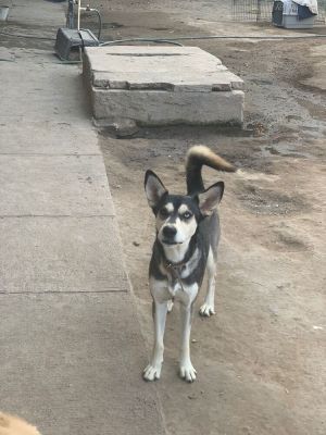 Name Jack Breed HuskyShepherd Mix Gender Male About Jack Introducing Jack the 2-year-old Husky